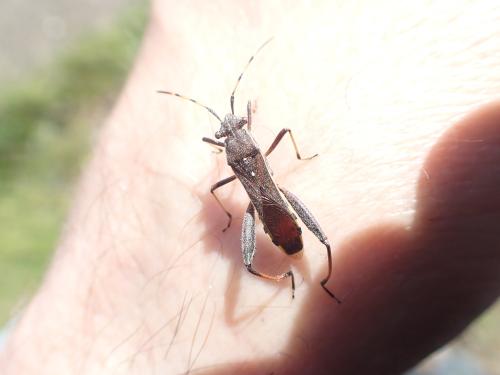 Camptopus lateralis